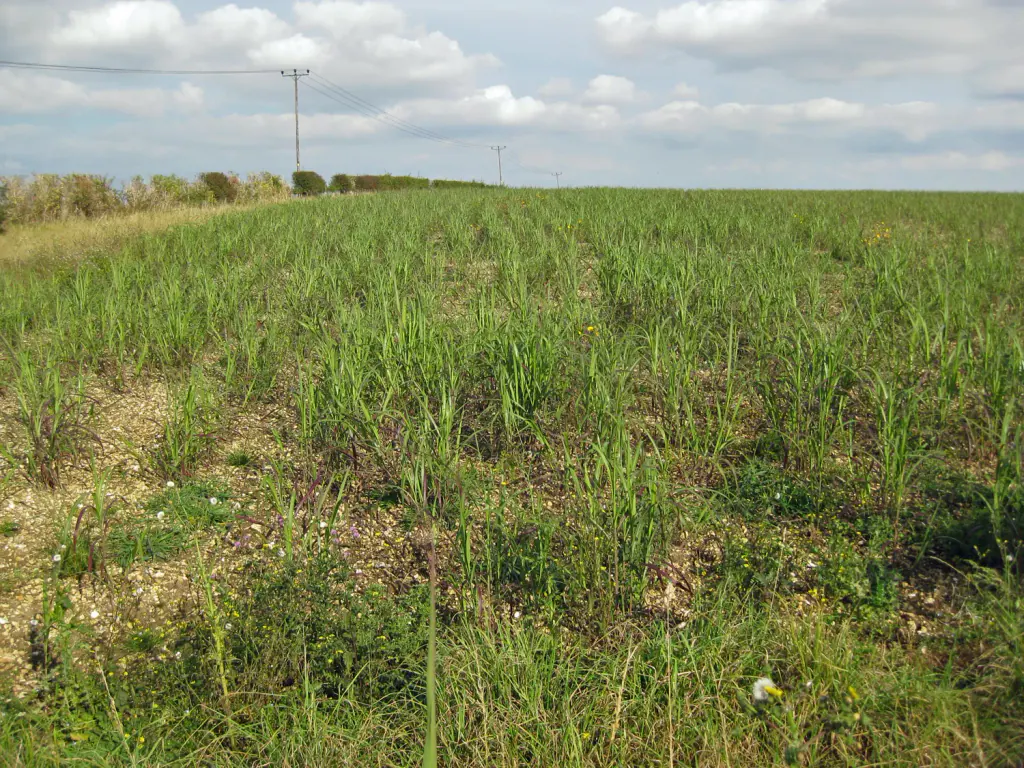 A first-year miscanthus field in October: small plants in rows on stony soil, with weeds between them and a hedge on the skyline
