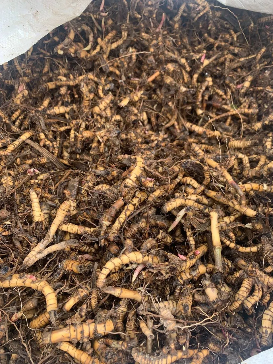 Graded miscanthus rhizomes in an open white bulk bag, firm pieces with pale pointed buds
