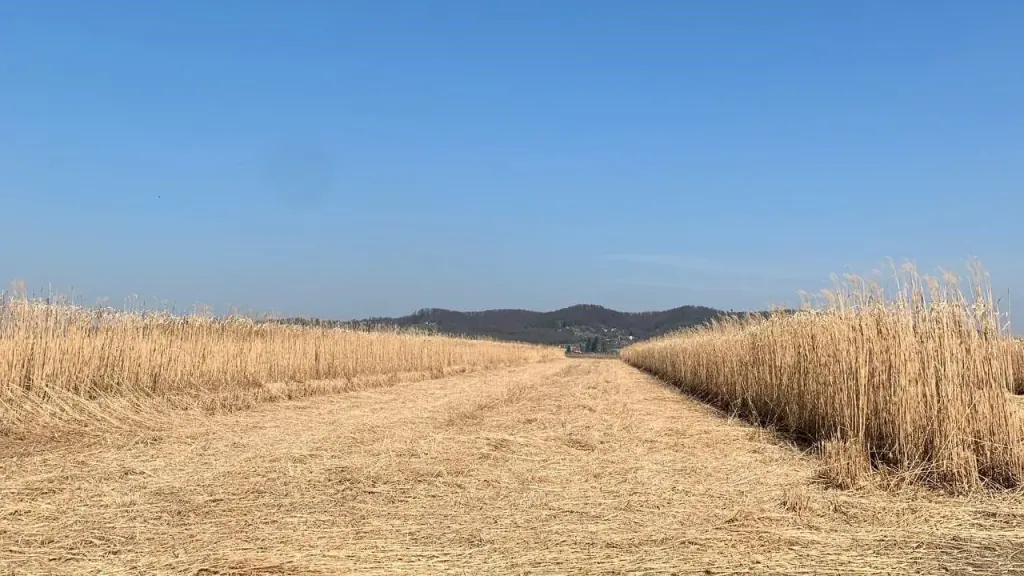 A cut strip of stubble running between two blocks of standing dry miscanthus, with hills on the horizon