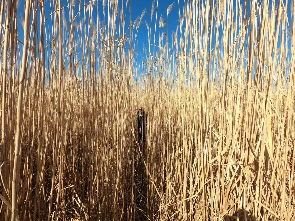 Tall, straw-coloured miscanthus stems against a blue sky, with a person standing among them