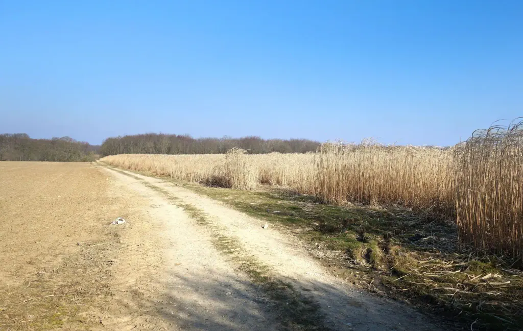 A dense, straw-coloured miscanthus crop beside a farm track under a clear sky in late March