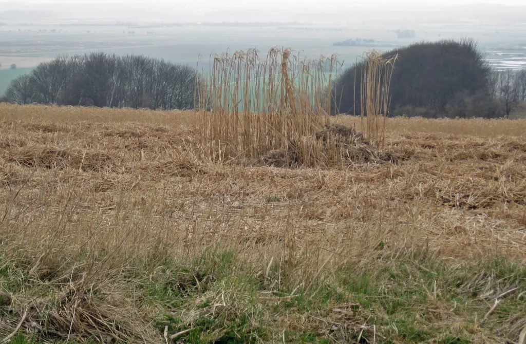 A mown miscanthus field with a single uncut clump standing at full height, trees and a hazy plain behind