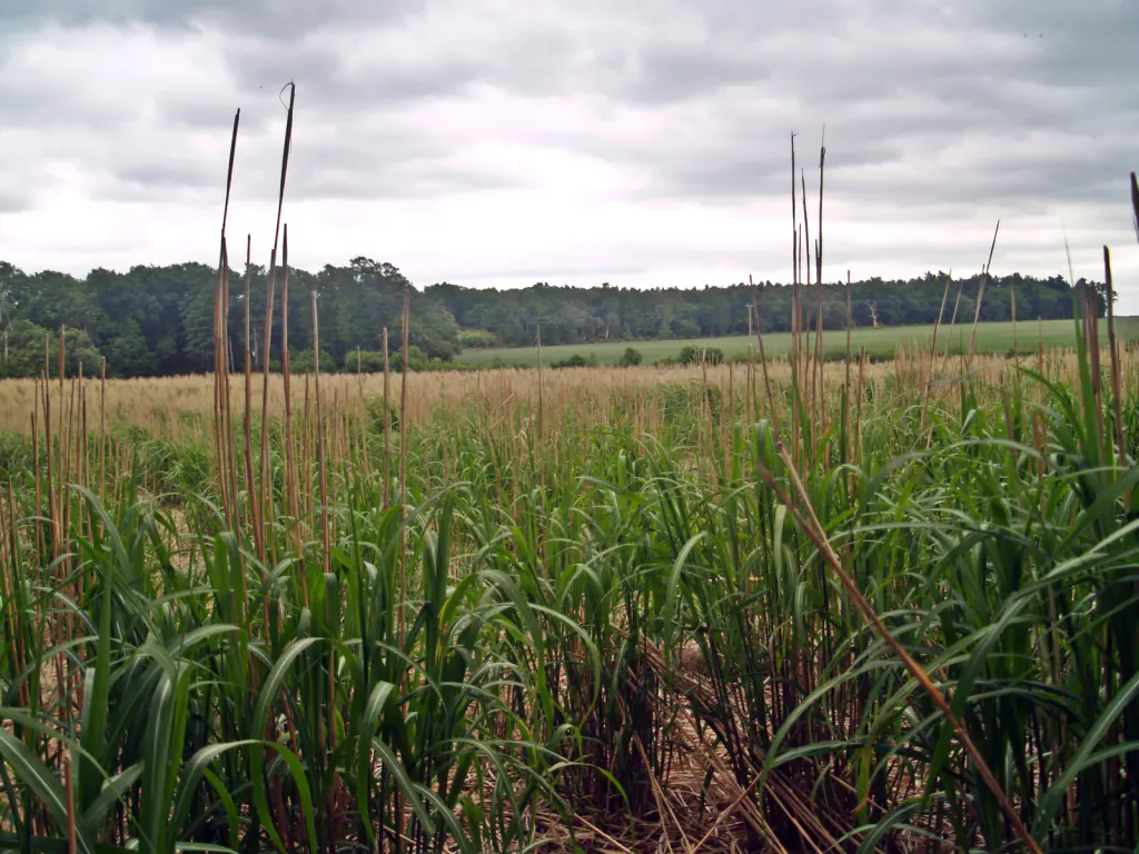 Young green miscanthus shoots growing up among the tall, bare stems left from the previous season