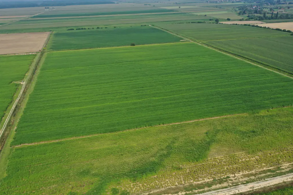 Aerial view of large green miscanthus fields divided by farm tracks, with flat farmland beyond