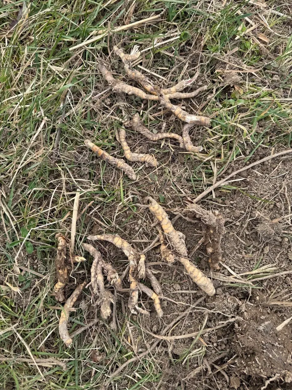 Pale, knotted miscanthus rhizome pieces with pointed buds, lying on grassy soil