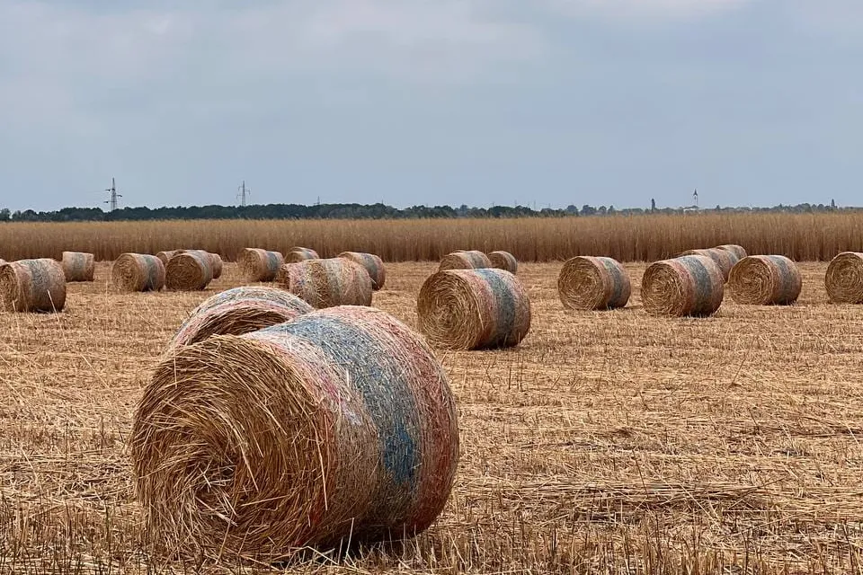 Round bales of miscanthus on a harvested field, with a standing dry crop behind them under a cloudy sky