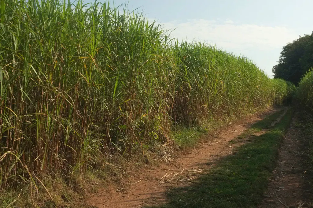 A tall green miscanthus stand beside a farm track under a blue sky