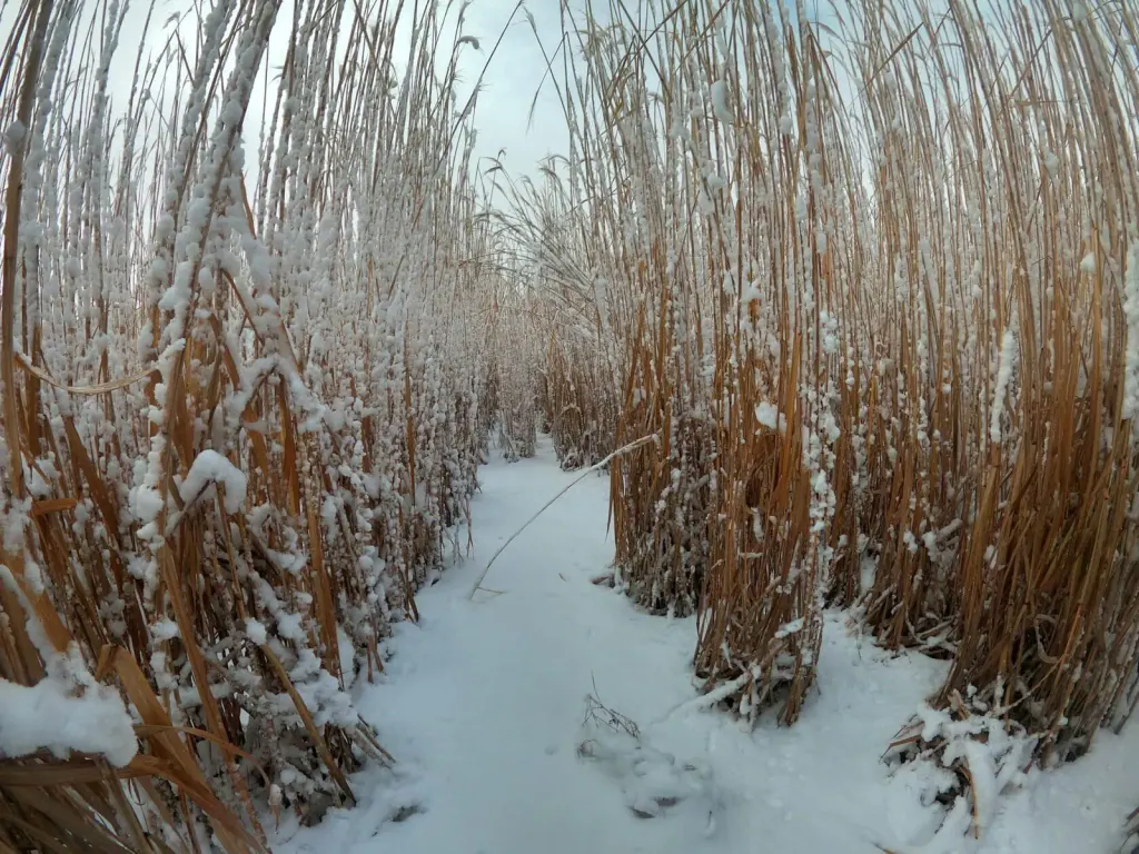 Dry miscanthus stems bent under snow on both sides of a snow-covered path