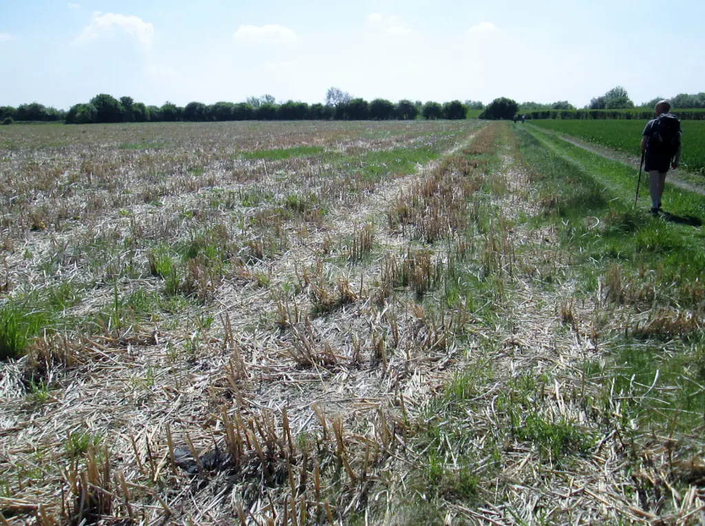 A harvested miscanthus field with short stubble and green shoots, a walker on the field path at the edge