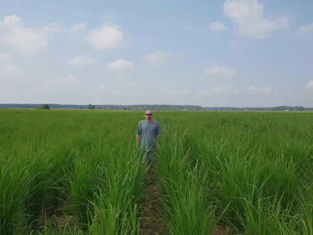 A man standing among young miscanthus plants in rows, with open soil between the rows