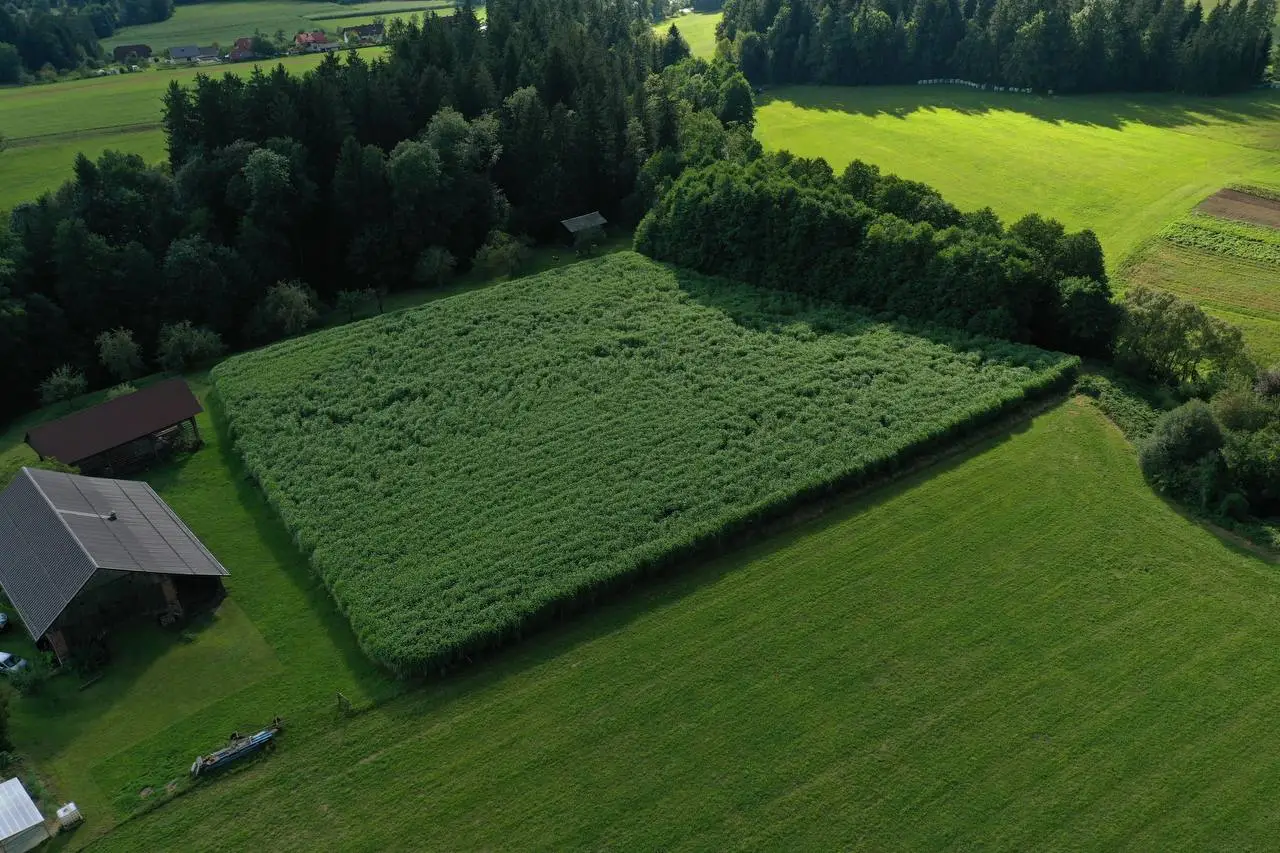 Champ de Miscanthus × giganteus géant à plein développement