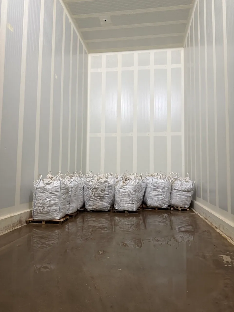 Big bags de rhizomes sur palettes en chambre froide