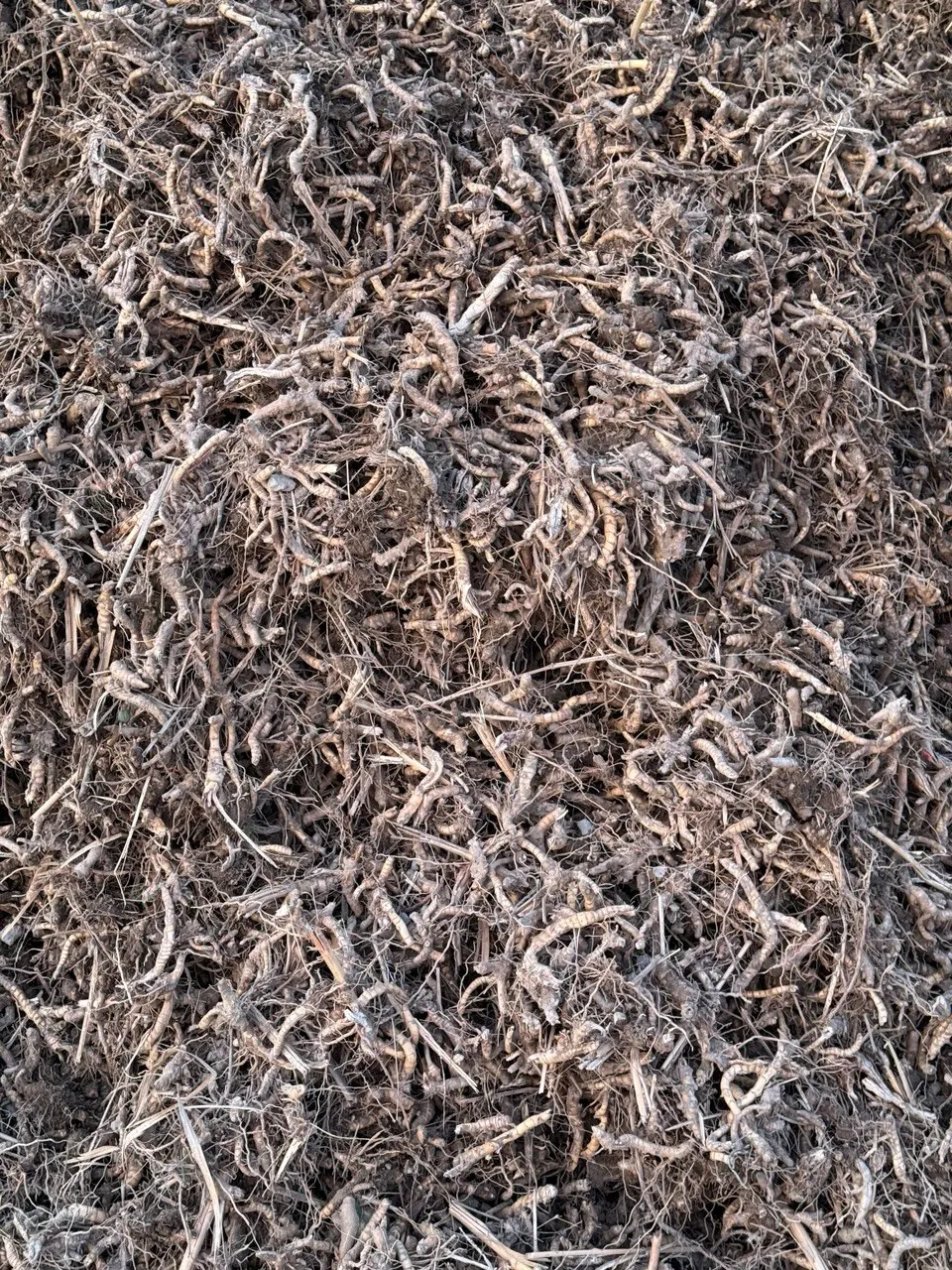 Rhizomes arrachés, terre du champ secouée