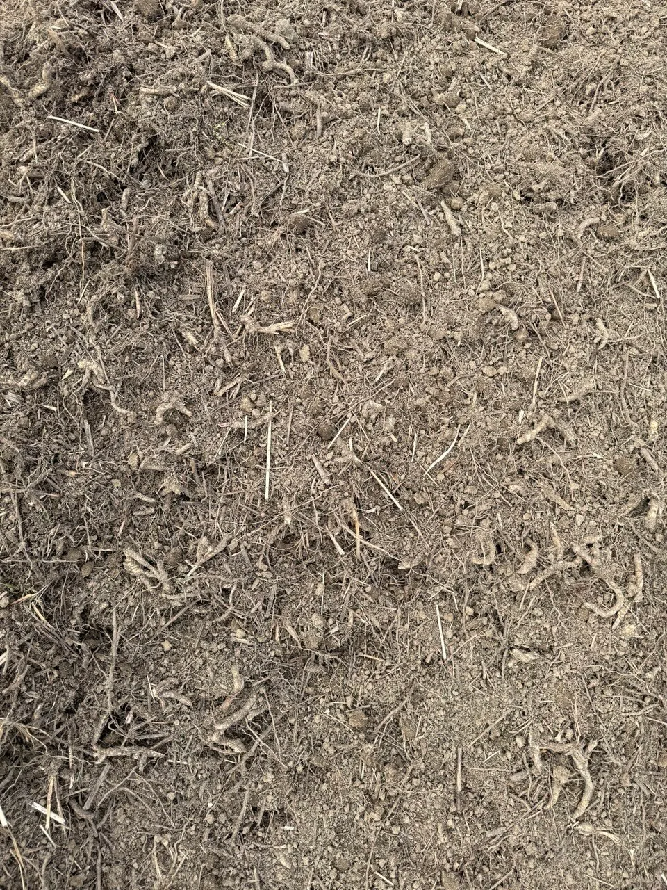 Rhizomes fraîchement arrachés, encore dans la terre