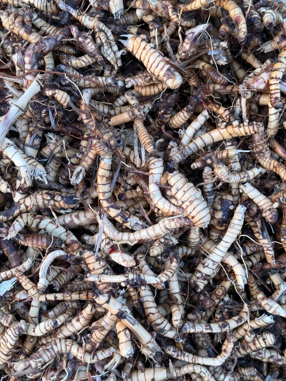Rhizomes lavés, propres et clairs