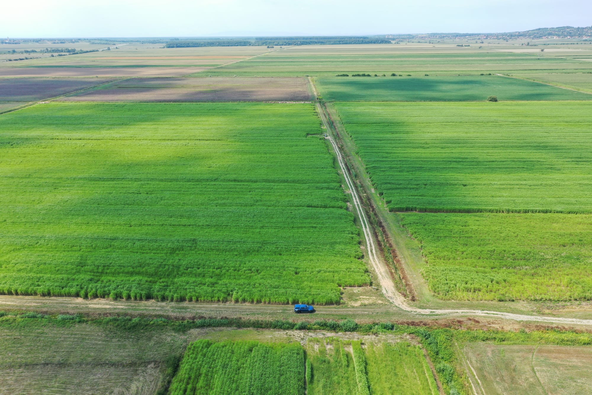 Vue aérienne des plantations de miscanthus de Zelena Biomasna Energija s’étendant jusqu’à l’horizon